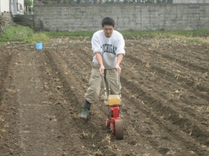 よみがえれ、古代麦：種まき