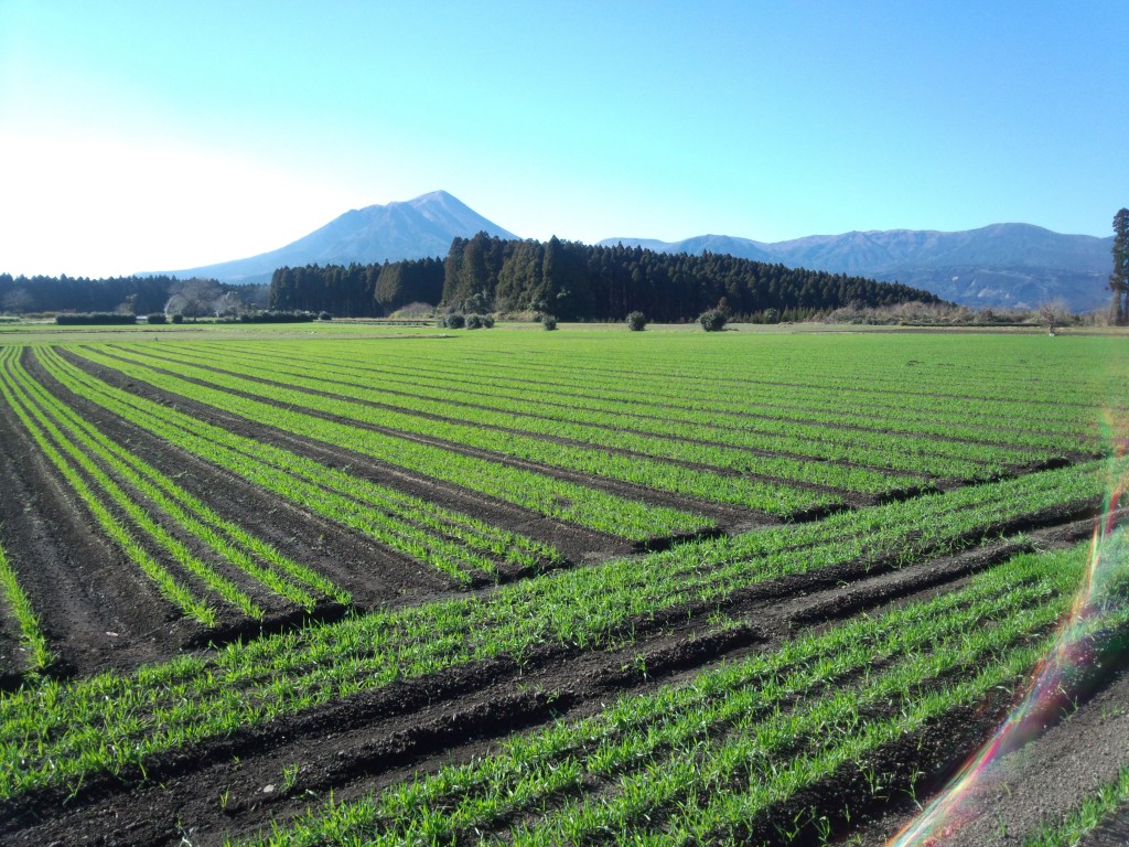 柳田酒造合名会社 Yanagita Distillery Co.